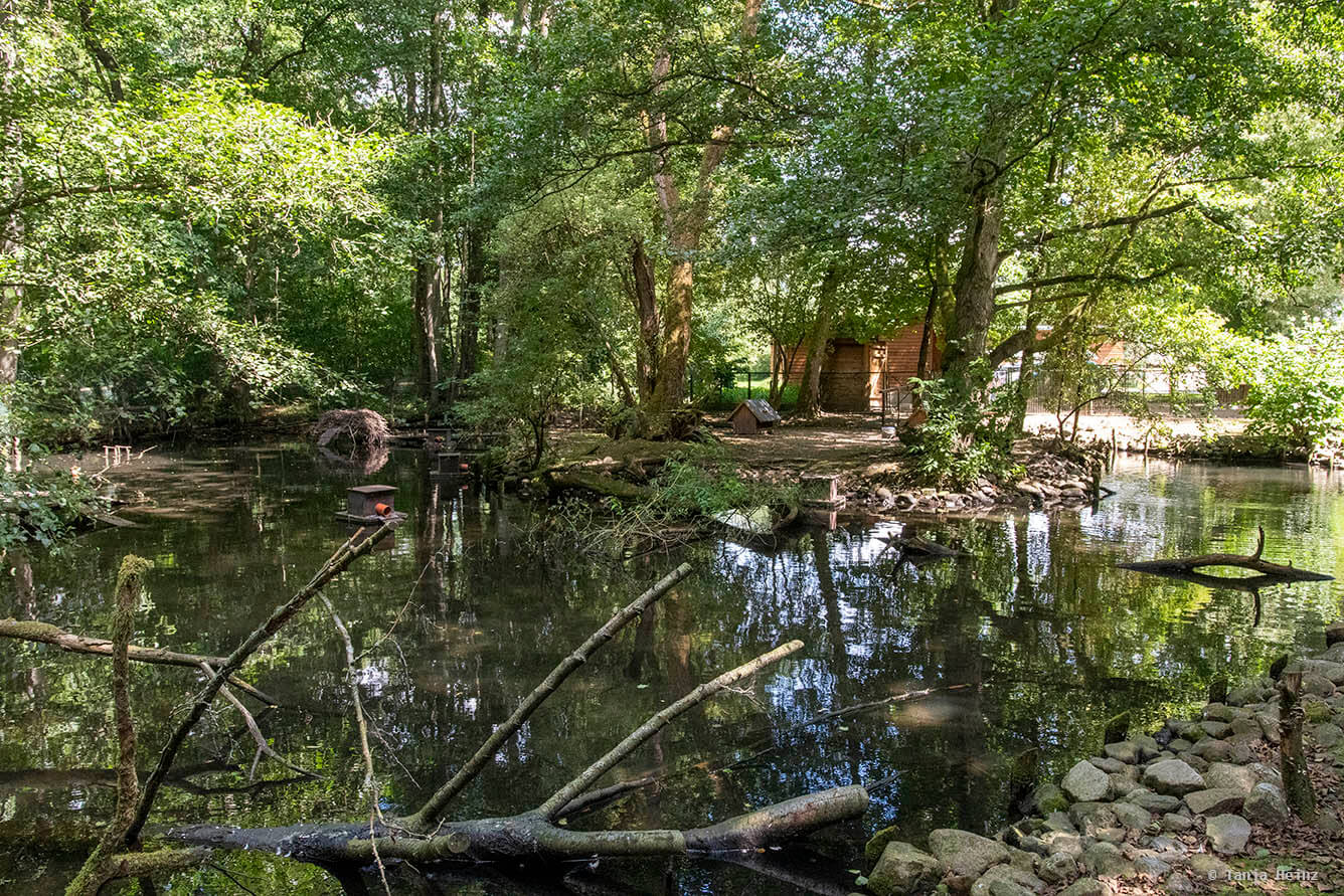 Kunsterspring