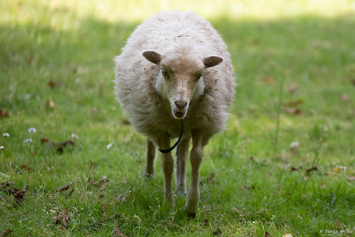sheep