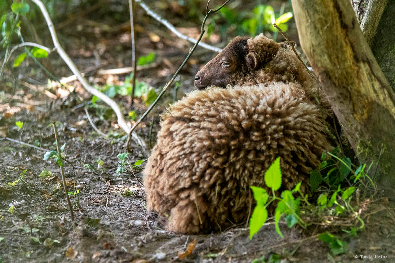 sheep