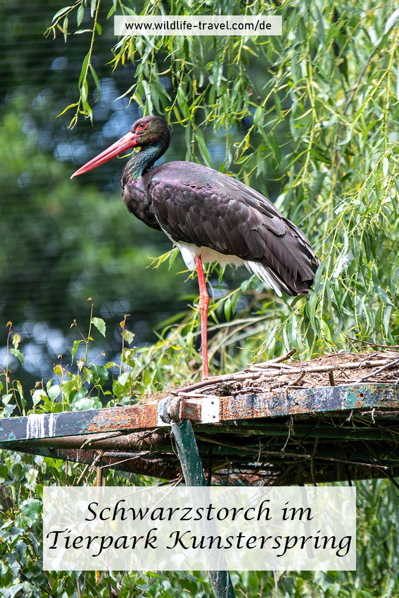 Tierpark Kunsterspring