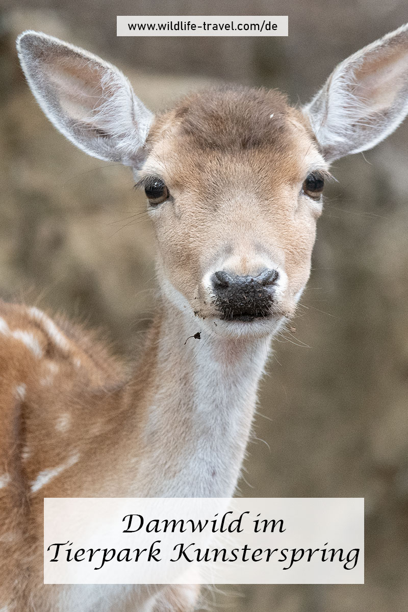 Tierpark Kunsterspring