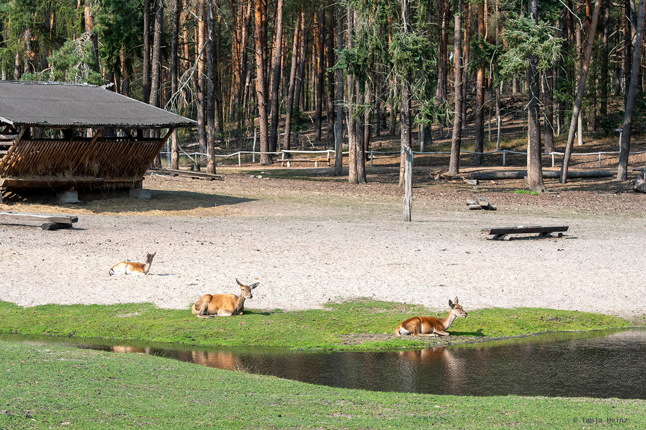 red deer