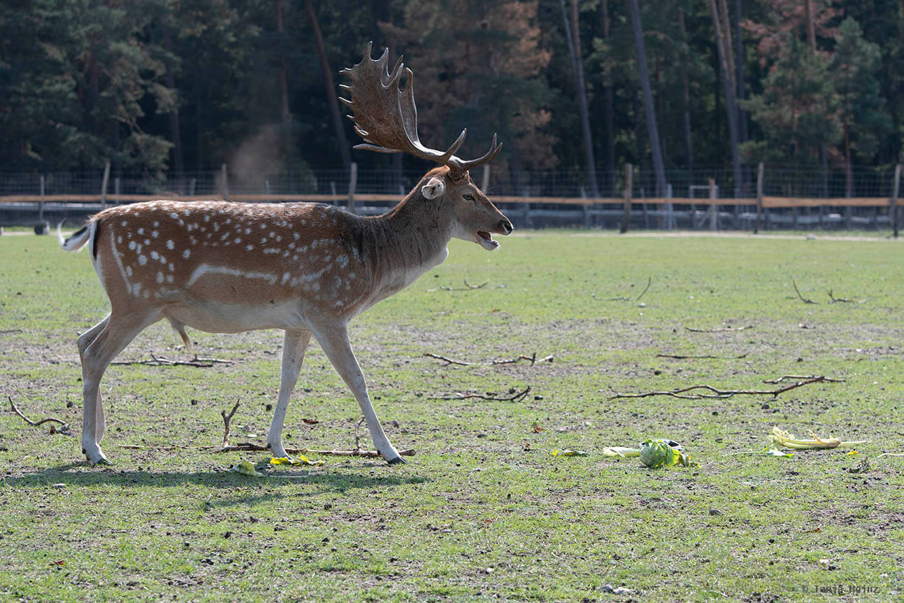 fallow deer