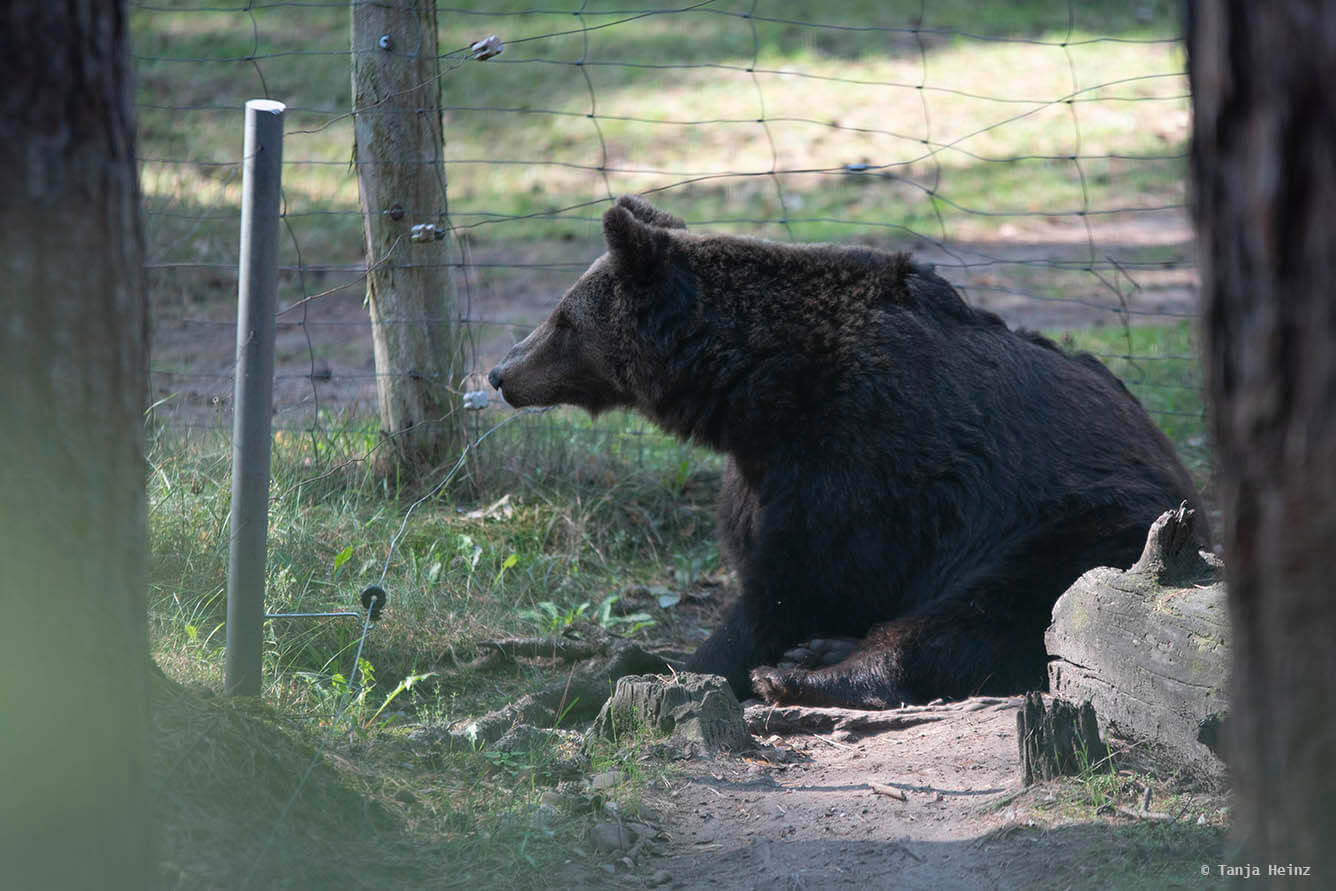 brown bear