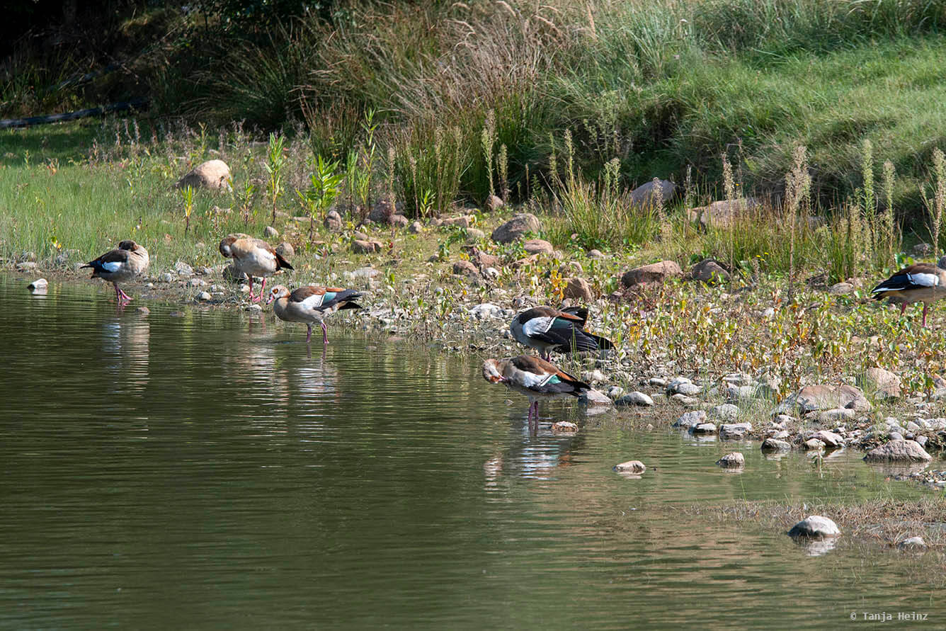 Egyptian geese