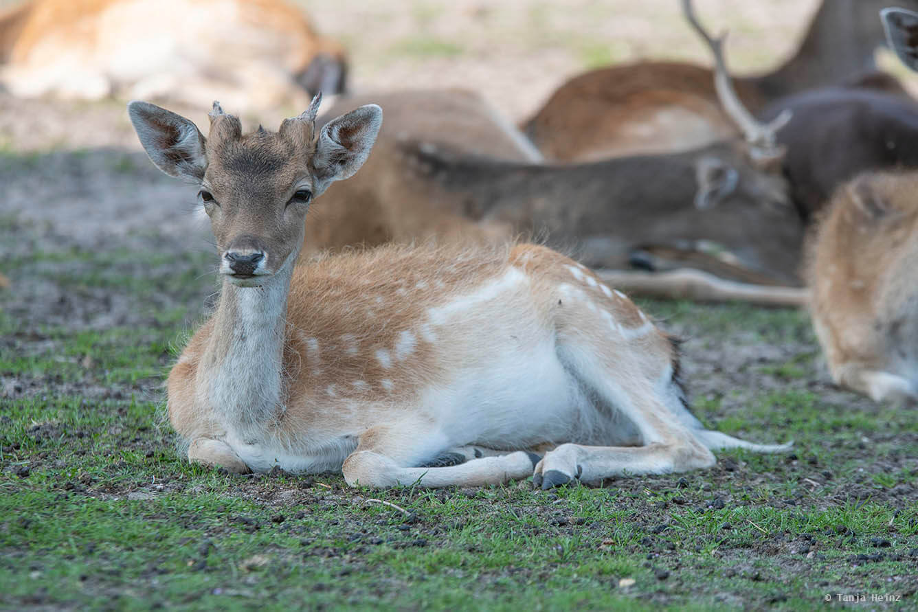 fallow deer