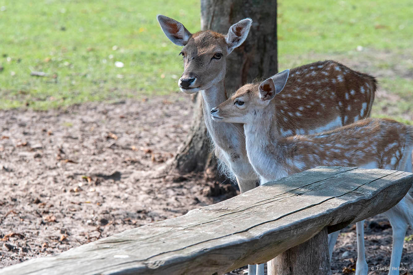 fallow deer