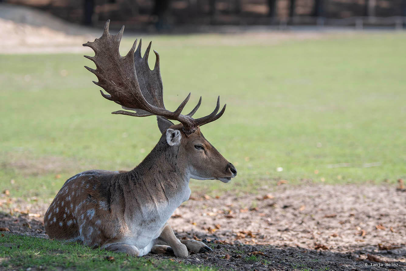 fallow deer