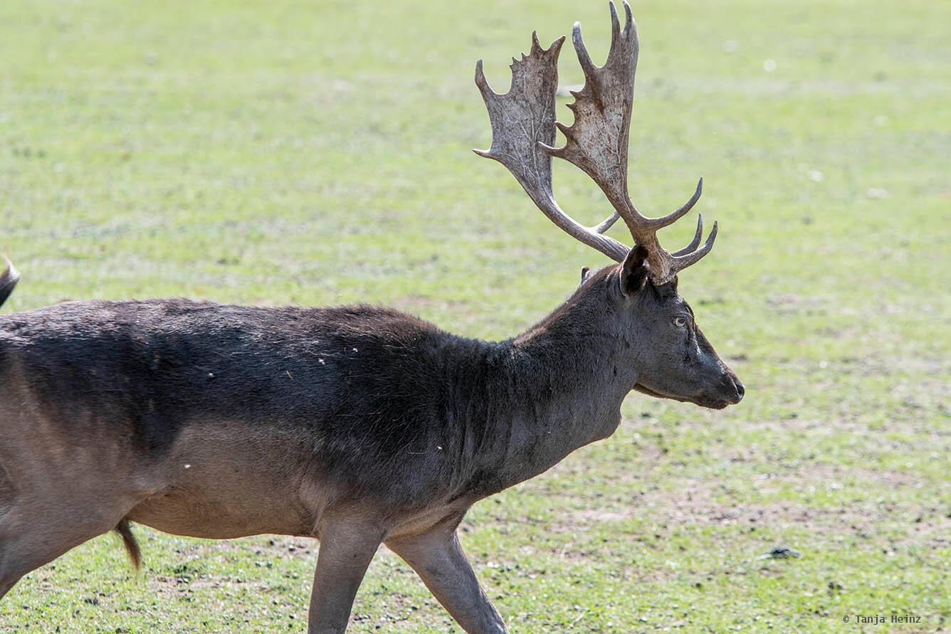 fallow deer