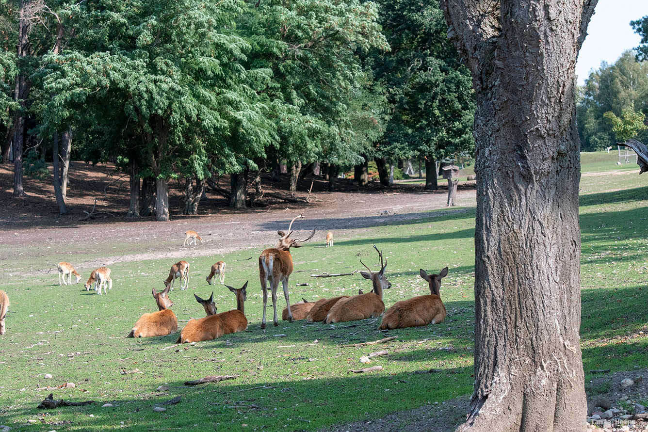 red deer