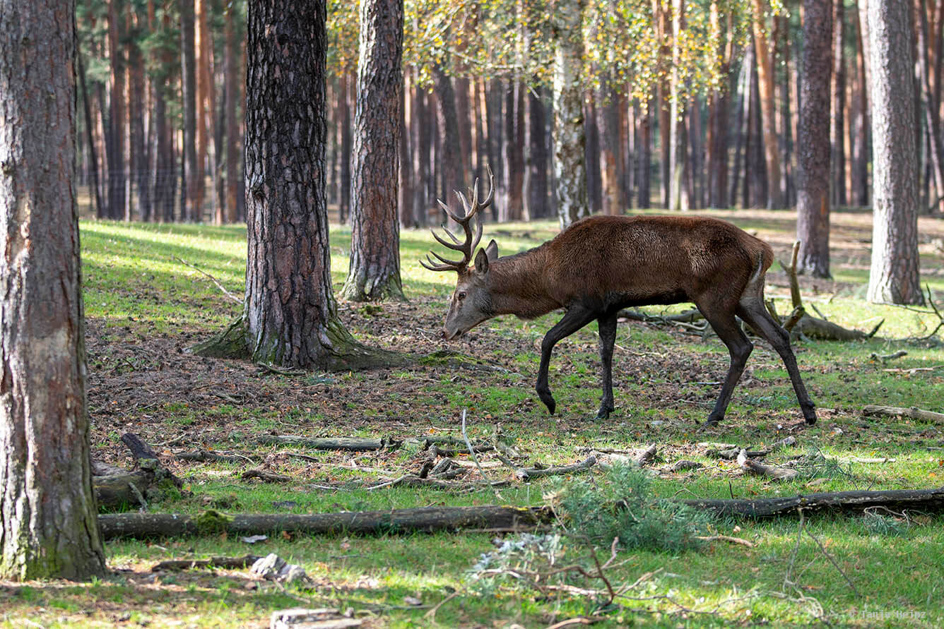 red deer