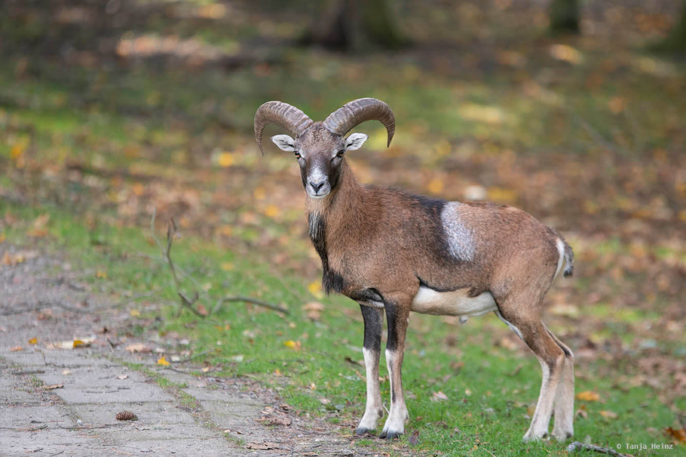 mouflon