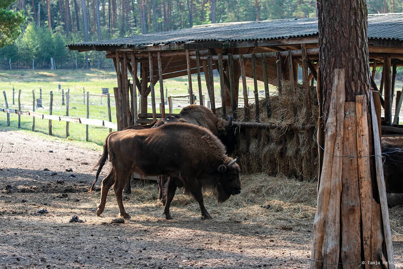 European bison