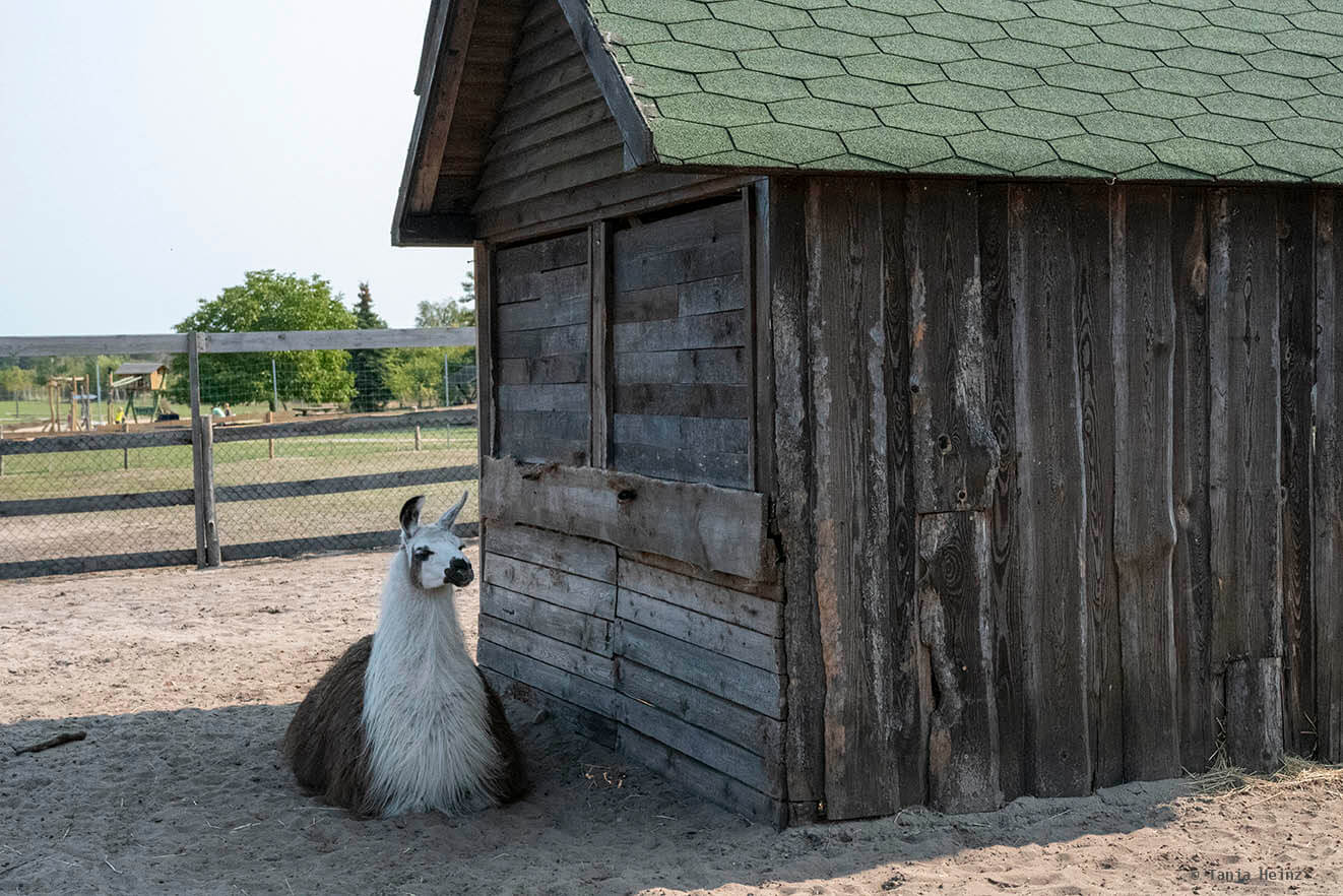 llama