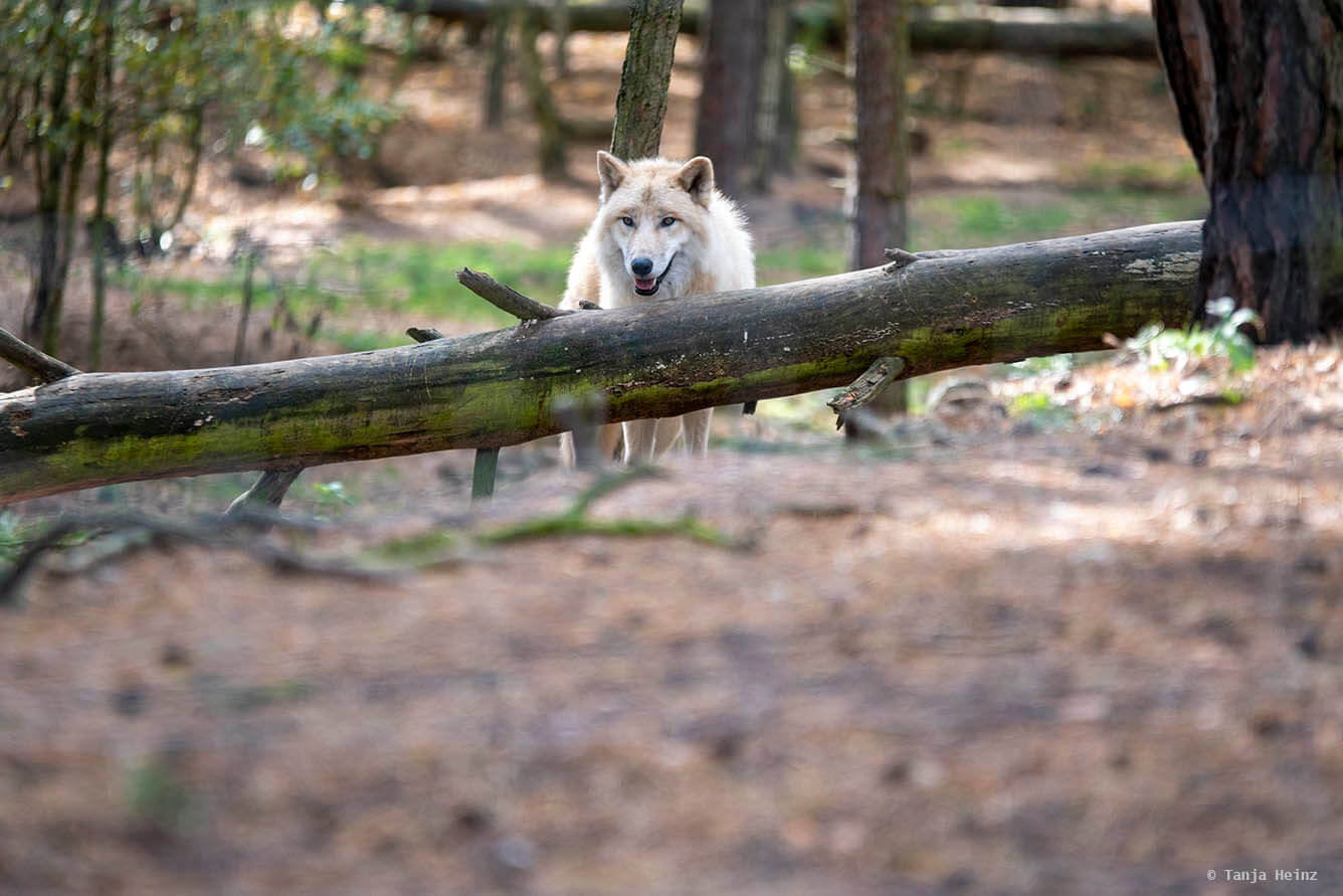 Arctic wolf