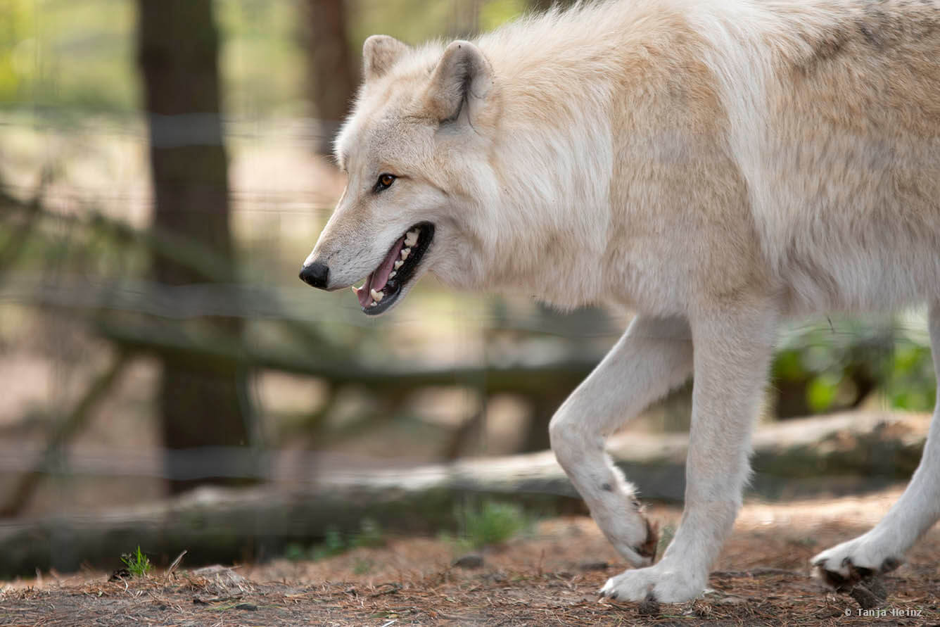 Arctic wolf