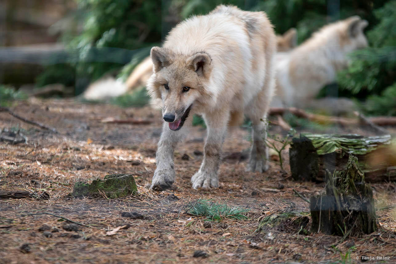 Arctic wolf