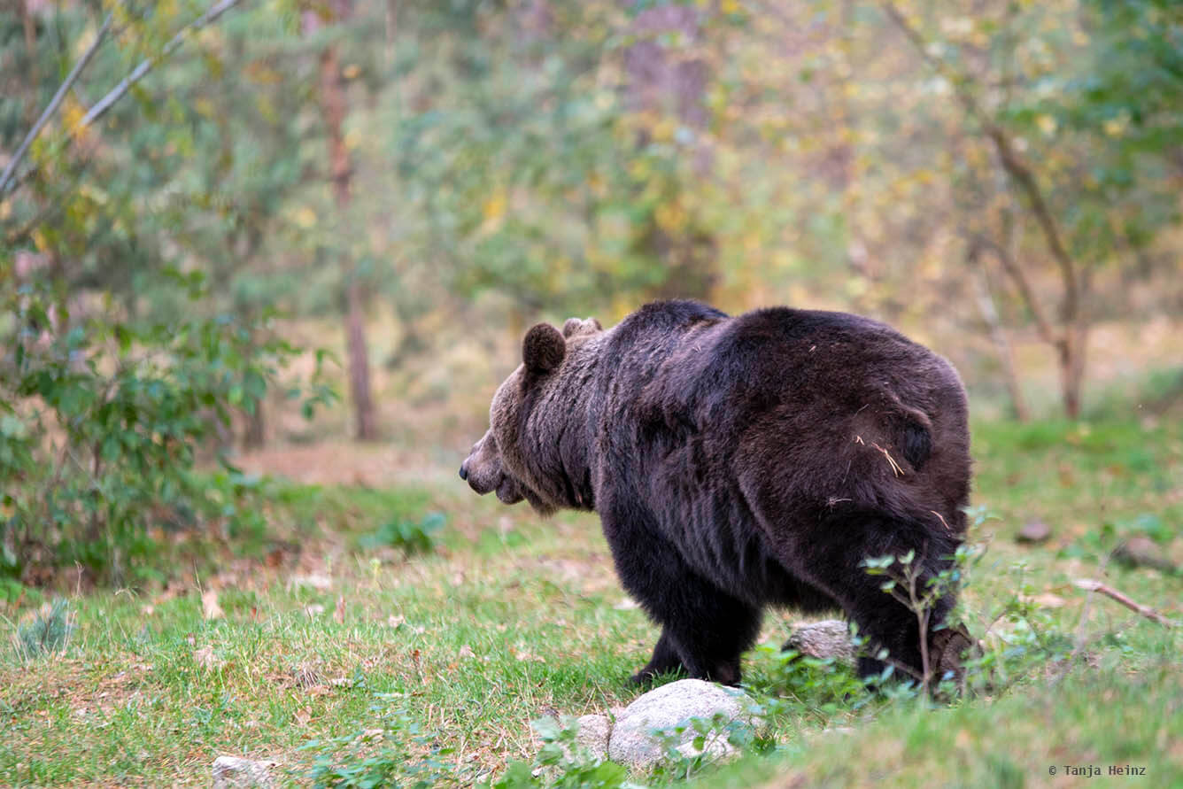 brown bear