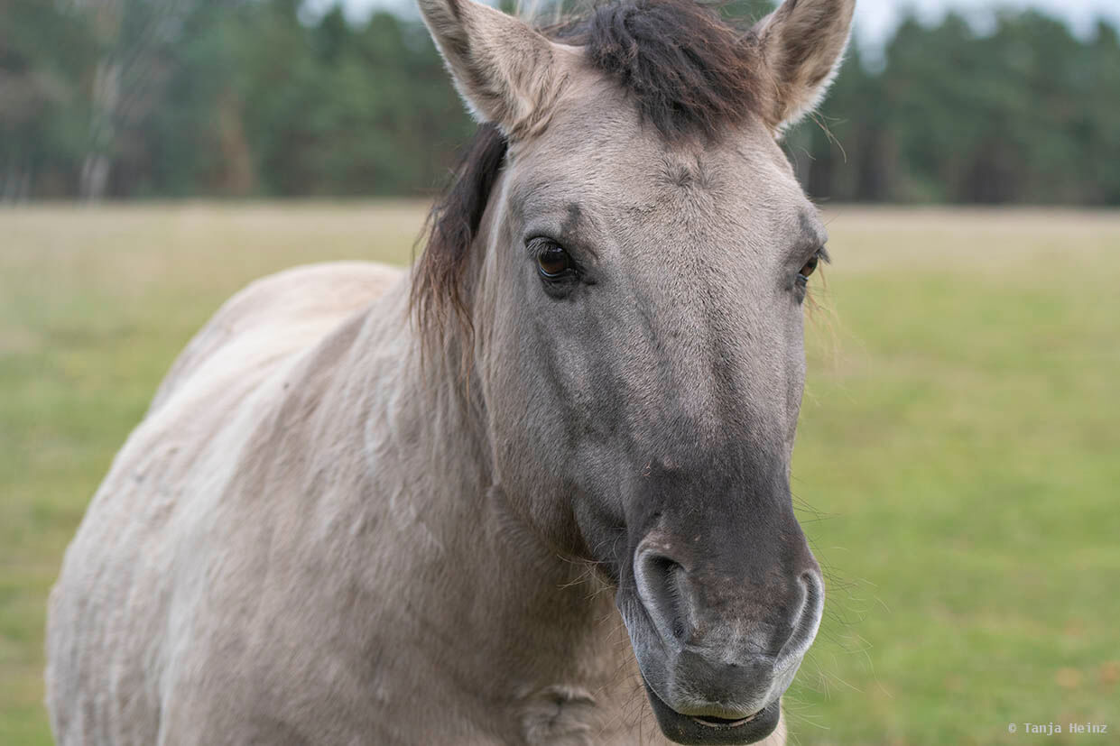 konik horse