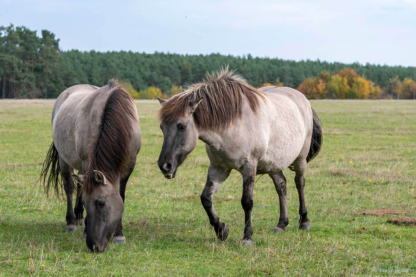 konik horses