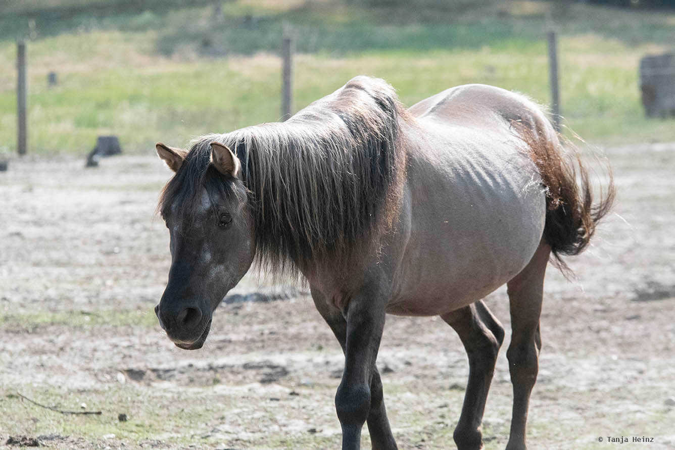 konik horses