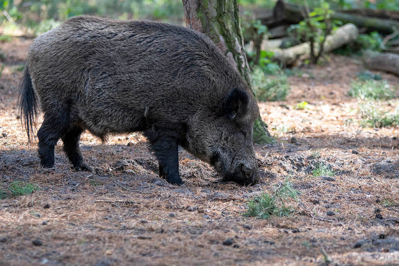 wild boar