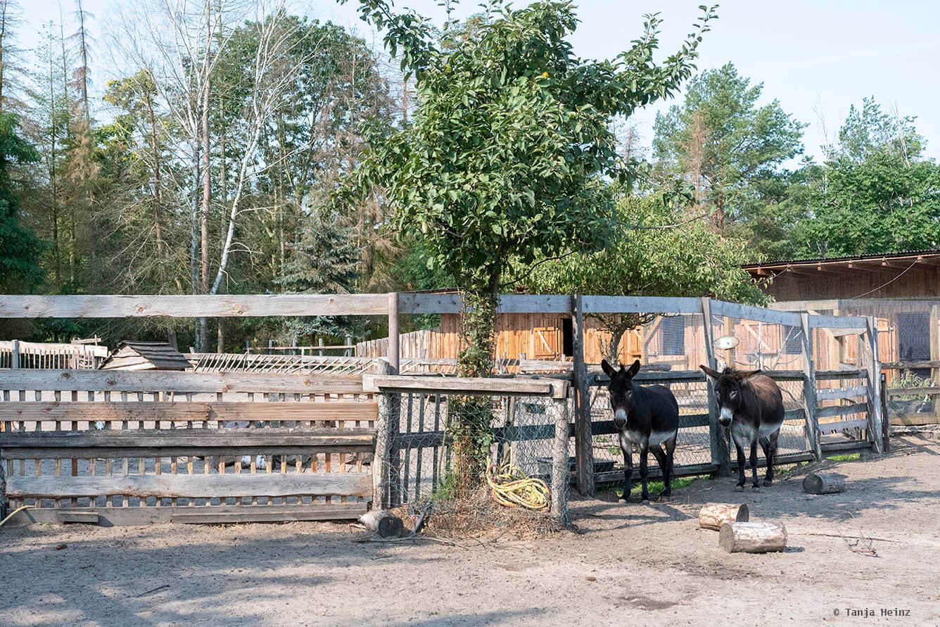 donkeys