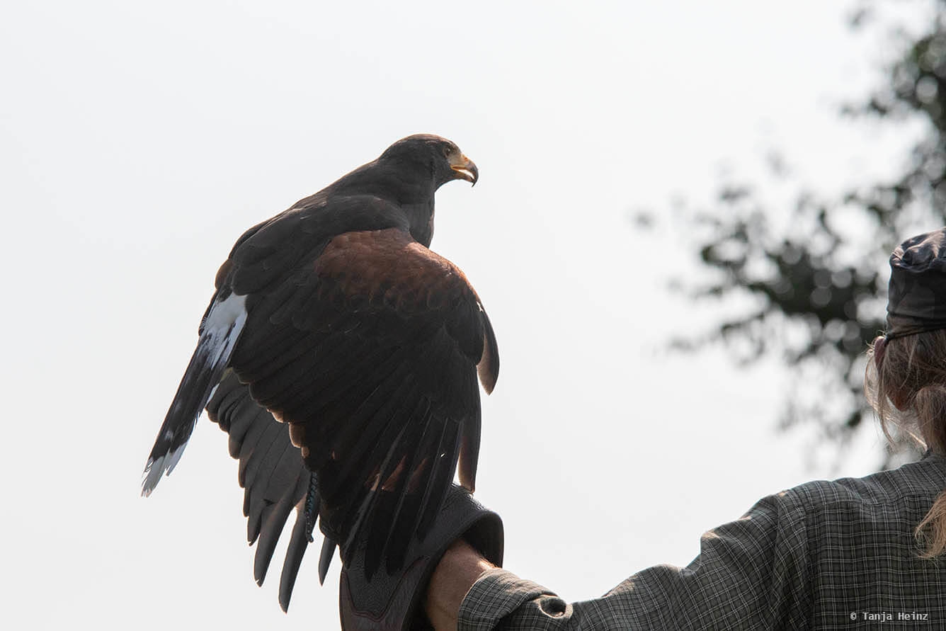 falconry