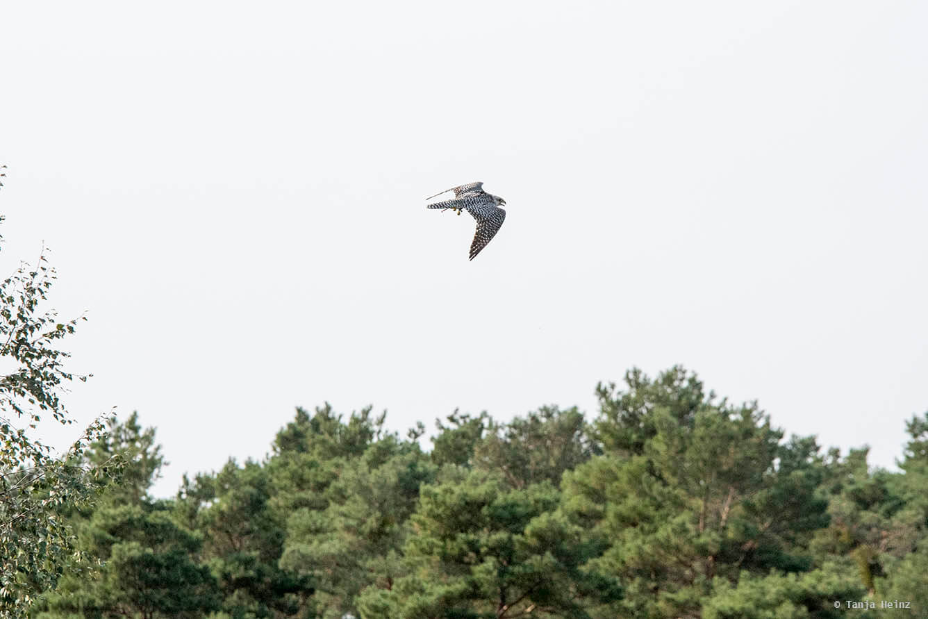 falconry
