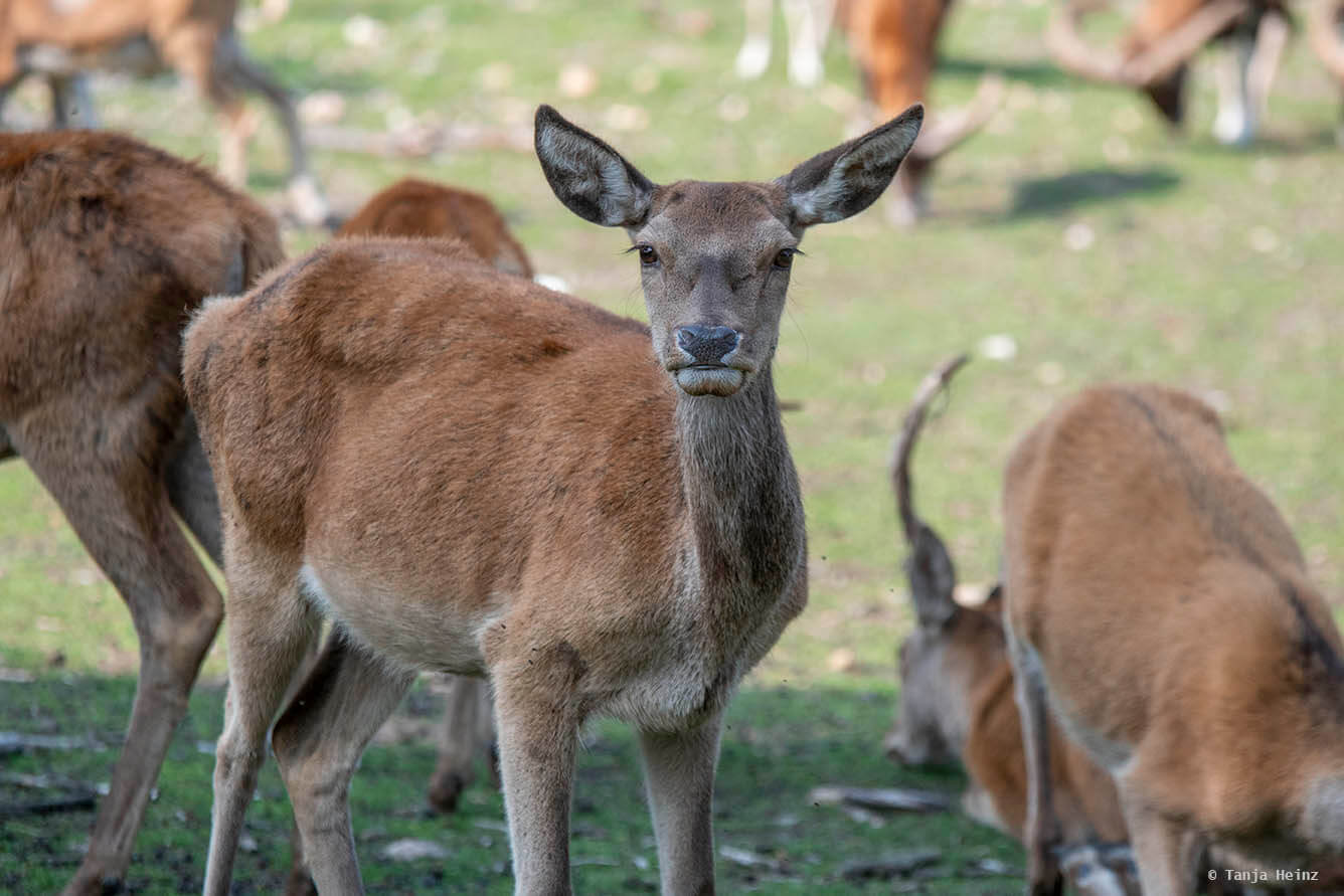 red deer