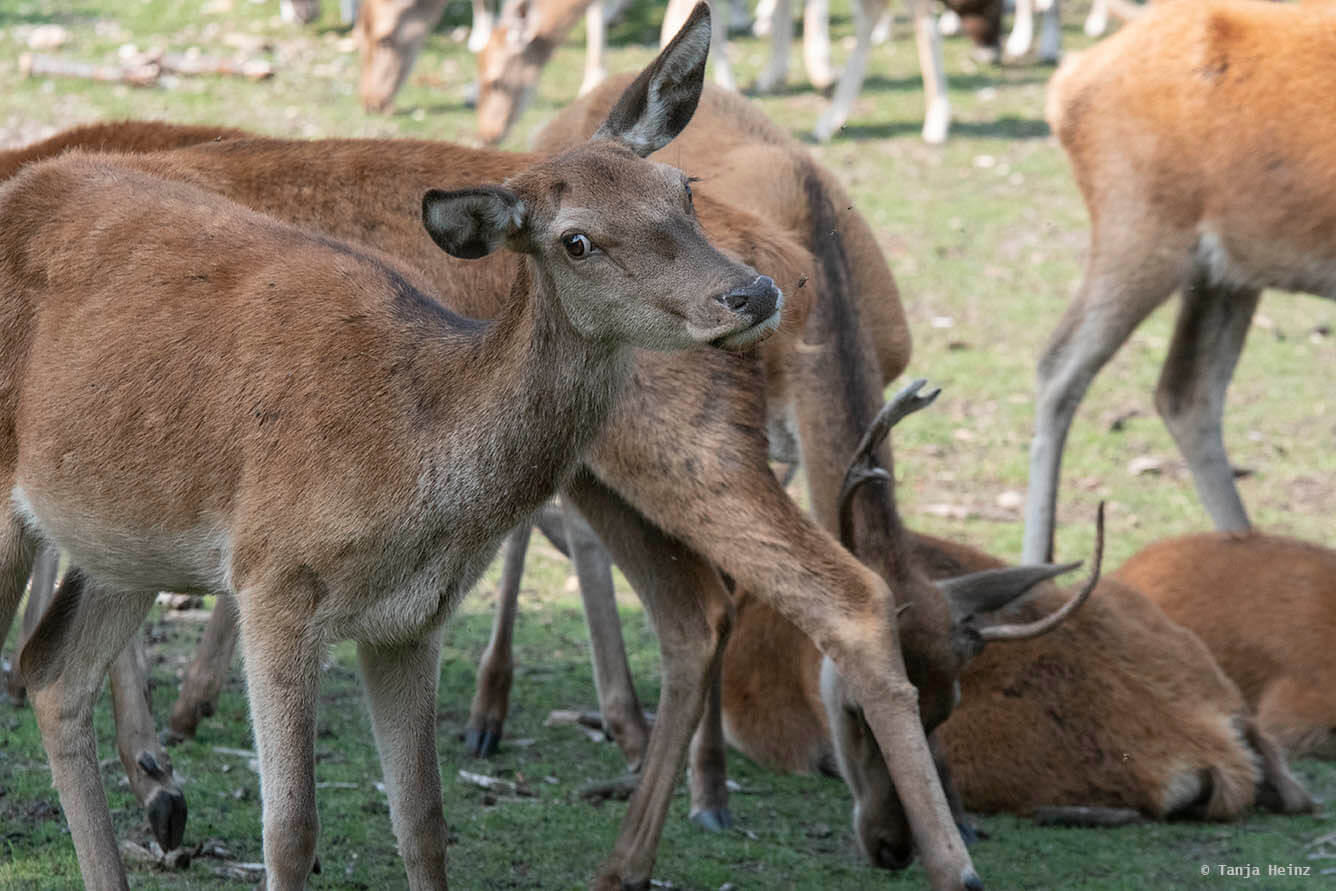red deer