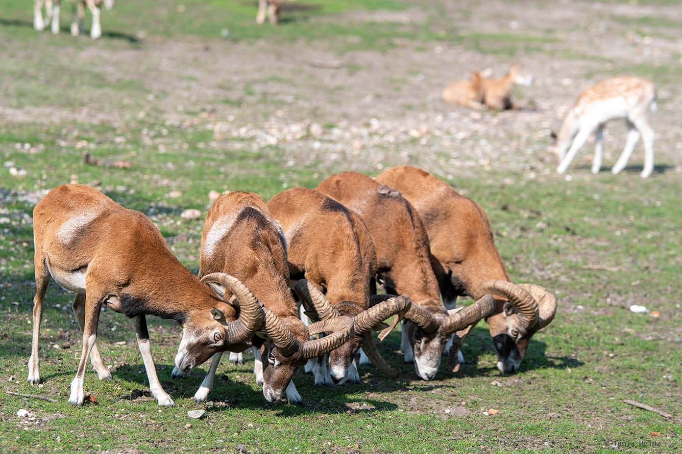 mouflon