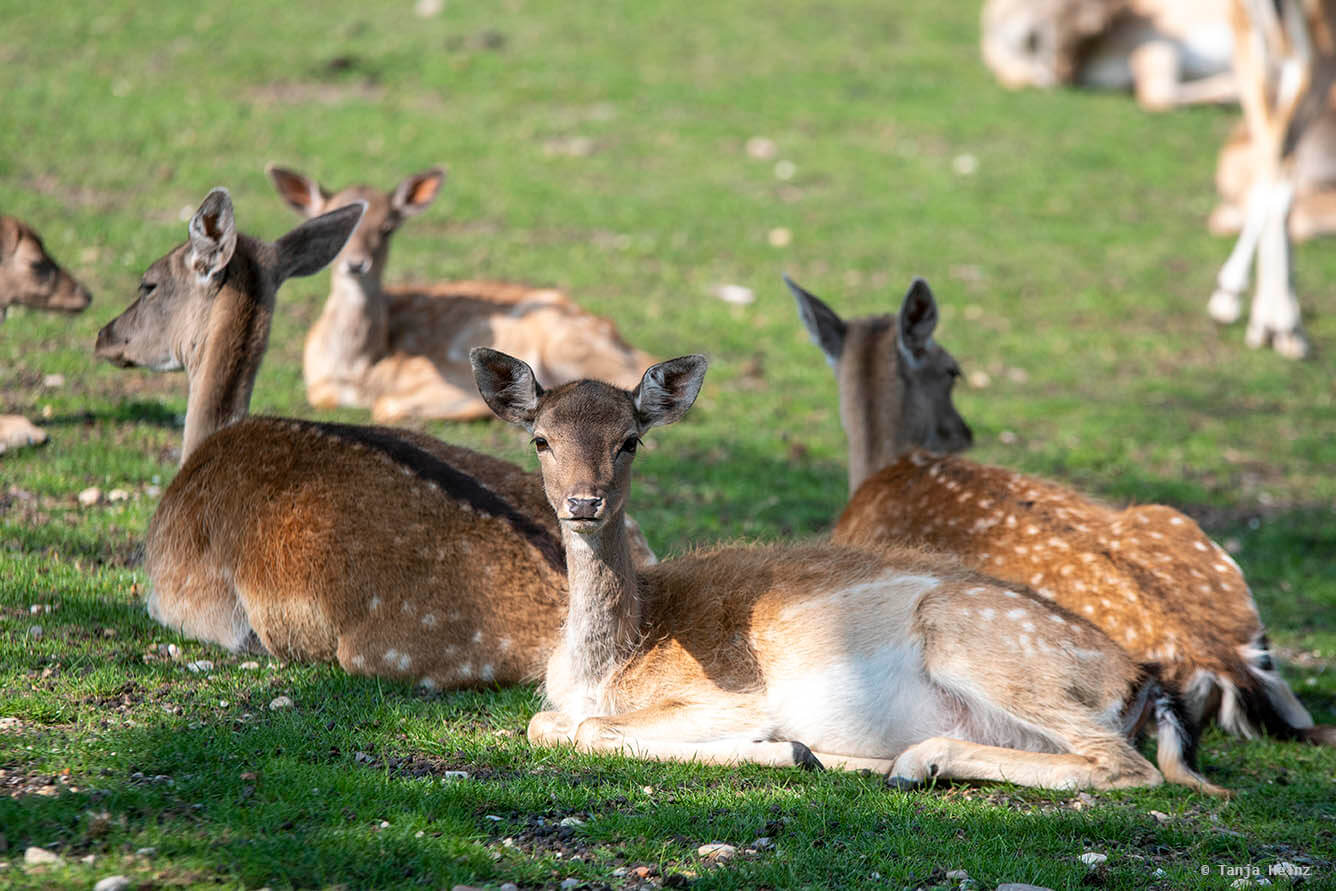 fallow deer