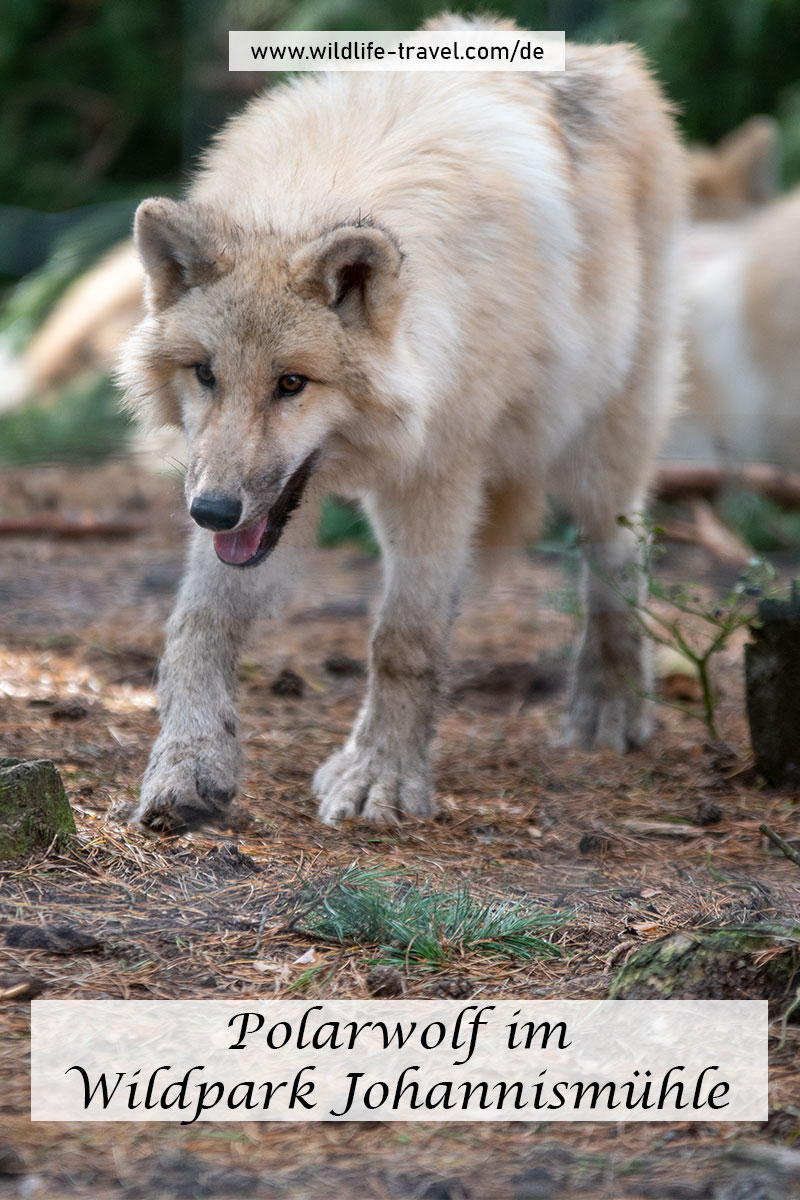 Wildpark Johannismühle