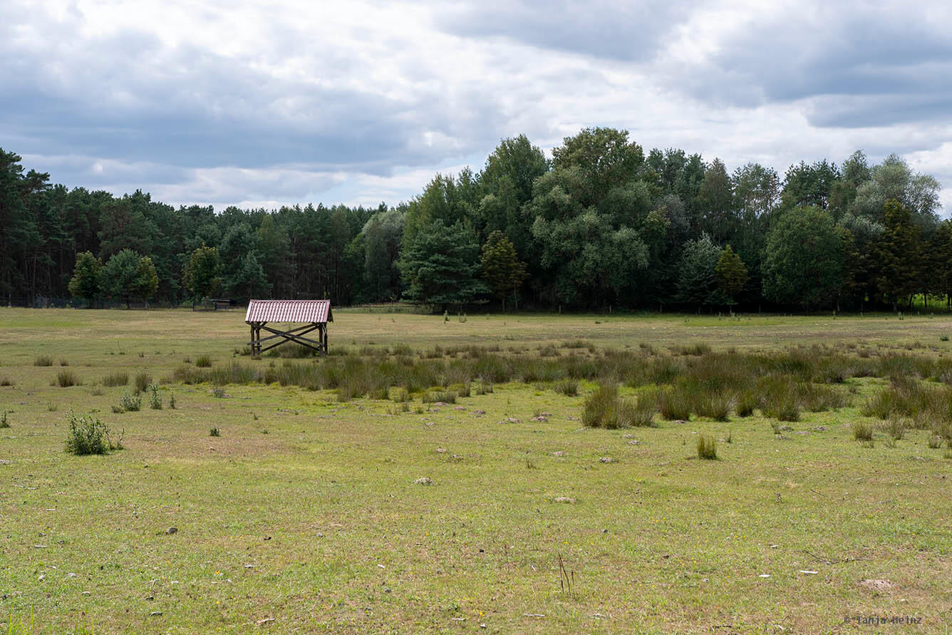 Wildpark Schorfheide