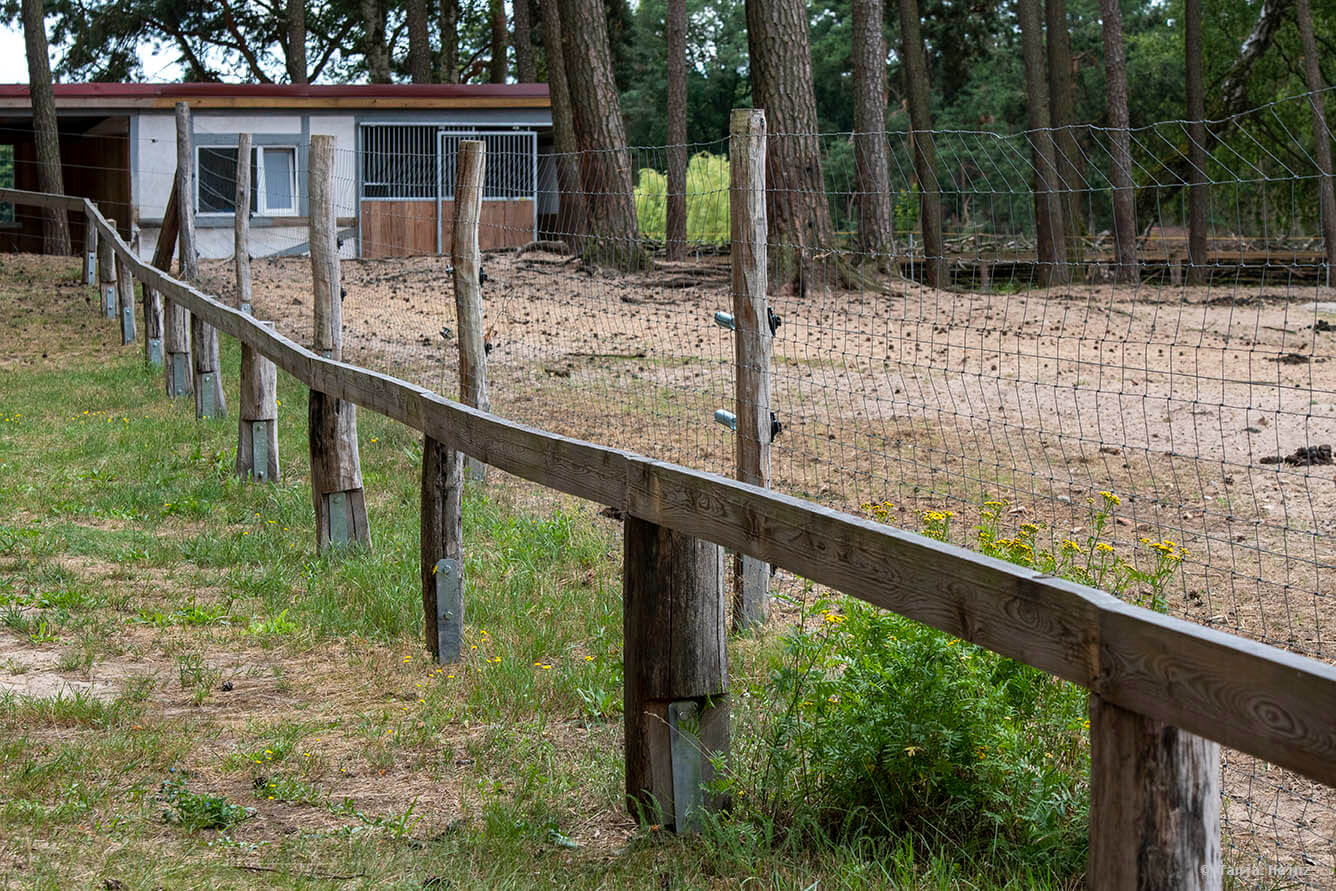 Wildpark Schorfheide