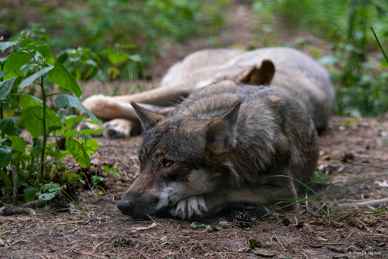 Europäischer Wolf