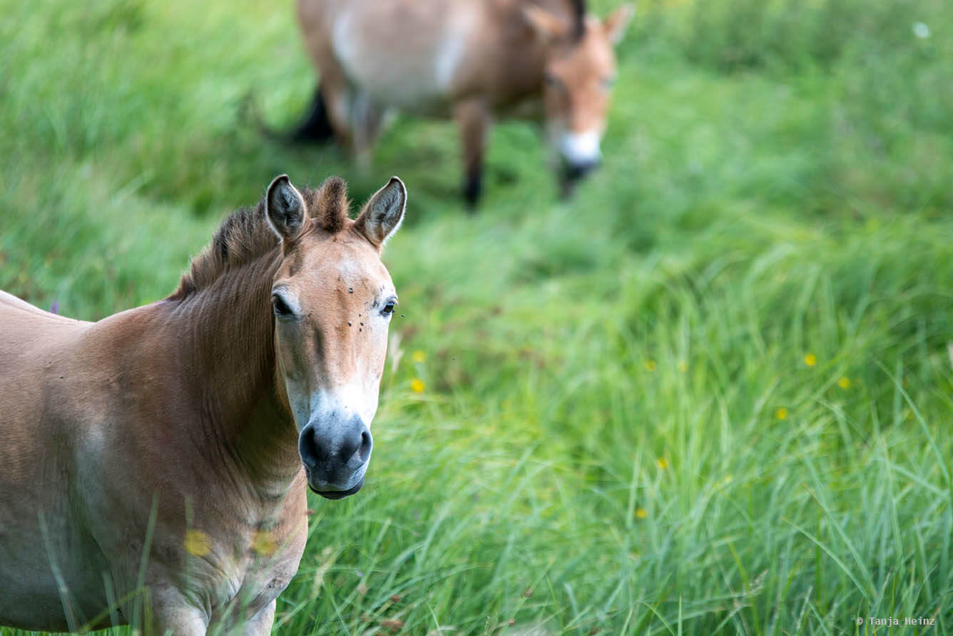 Przewalski-Pferde