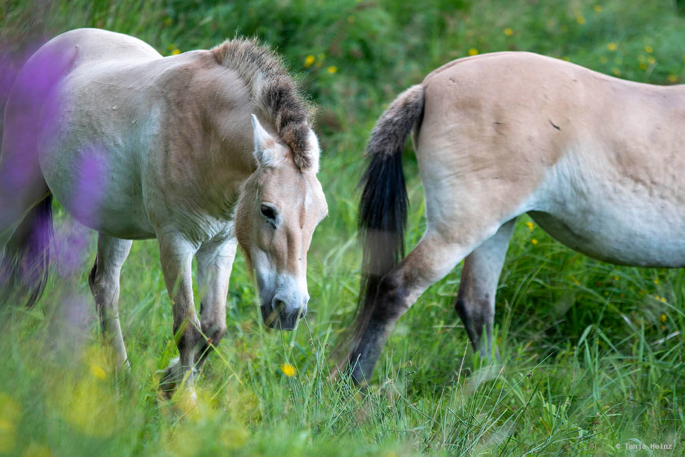 Przewalski-Pferde