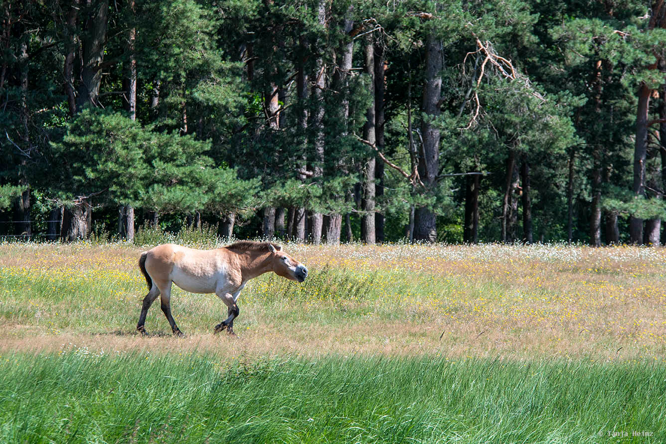 Przewalski-Pferde