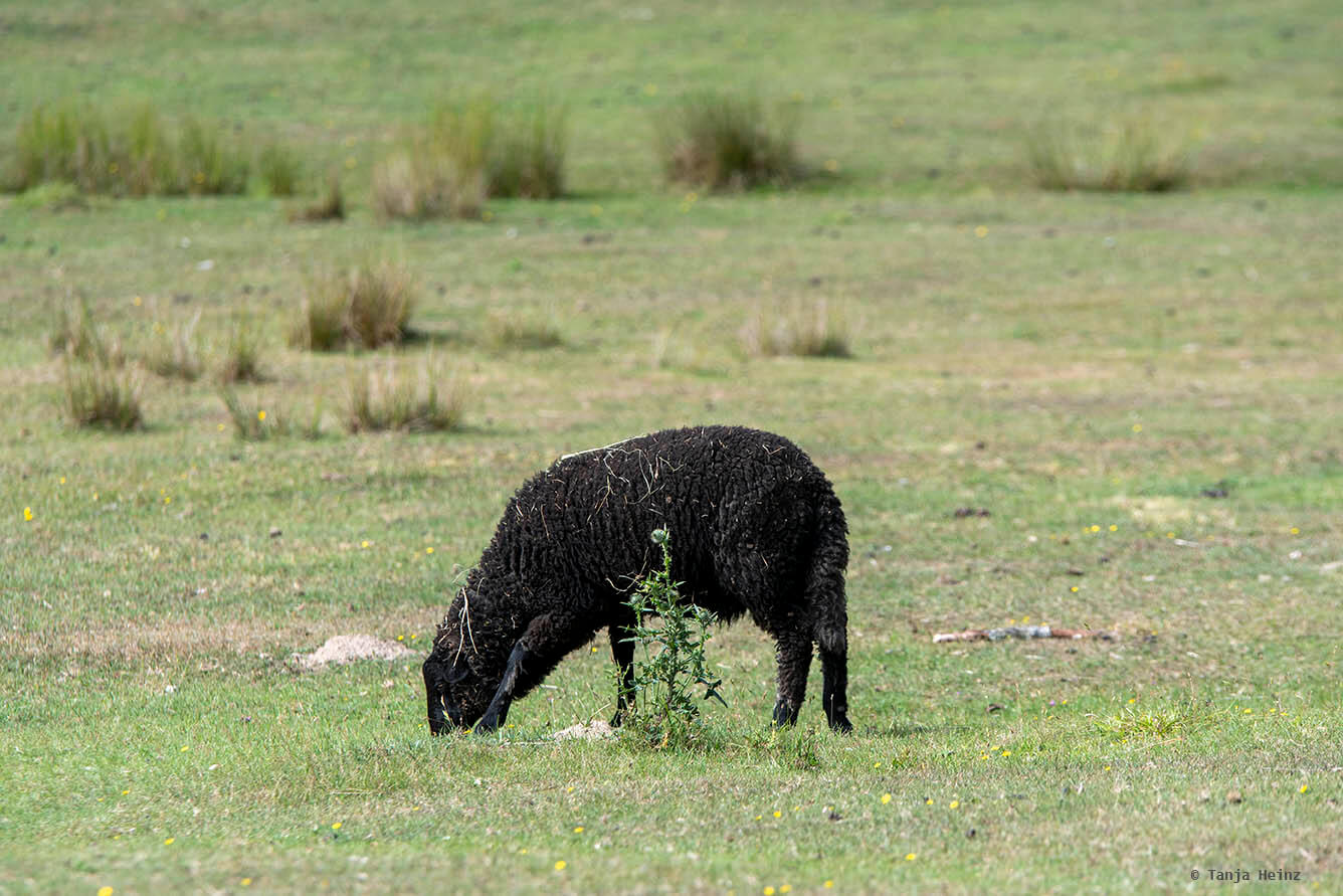 Wildpark Schorfheide