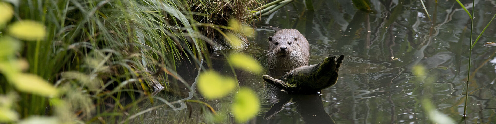 Wildpark Schorfheide