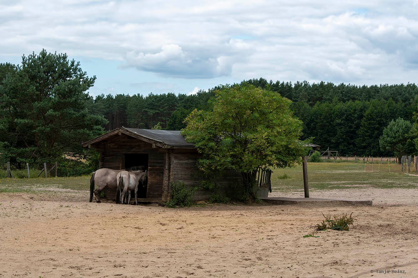 Wildpark Schorfheide