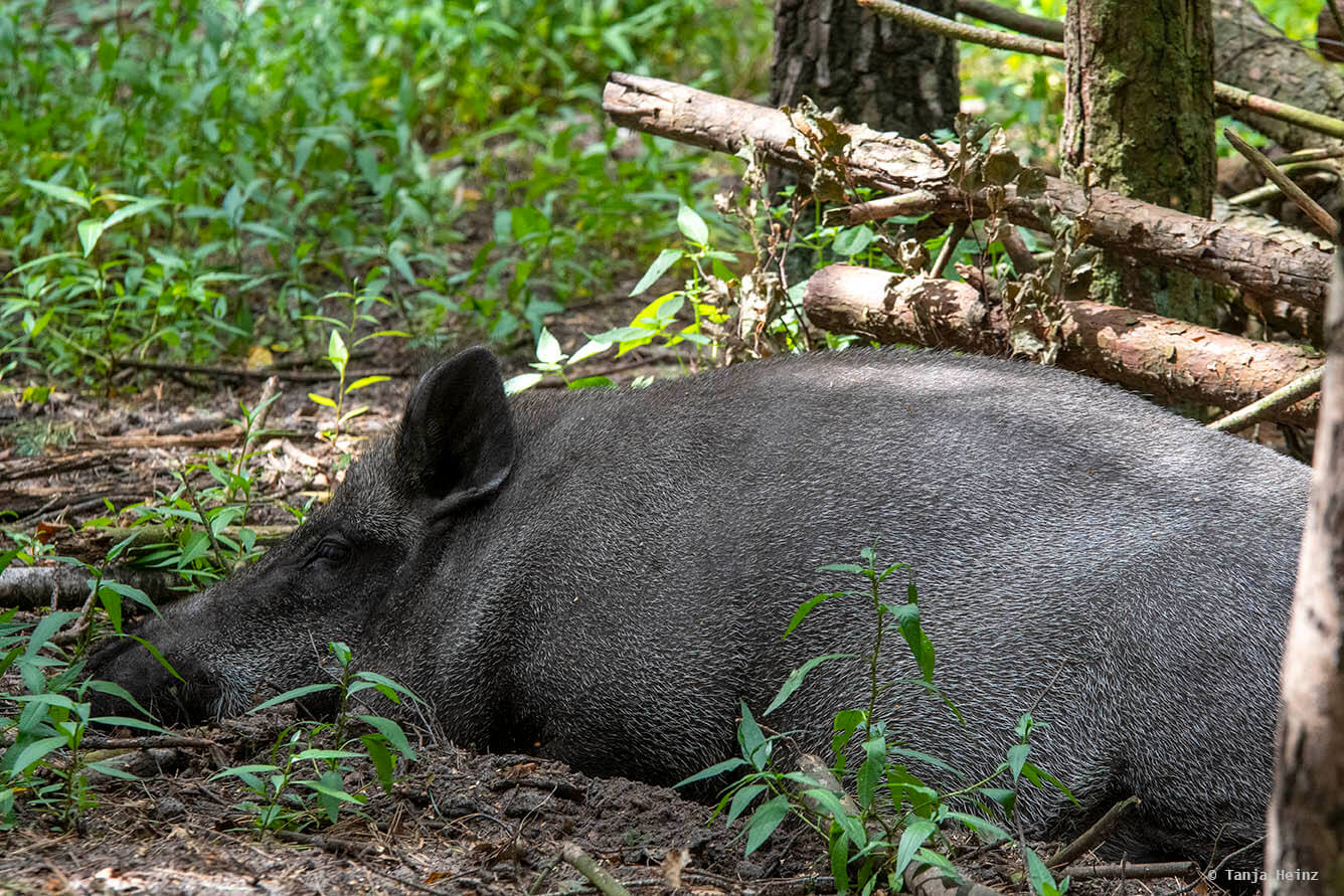 Wildschweine im Wildpark Schorfheide