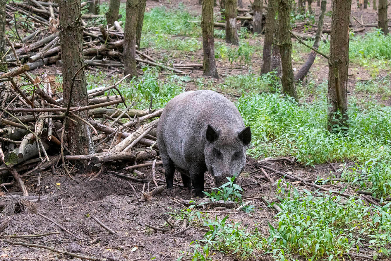 Wildschweine im Wildpark Schorfheide