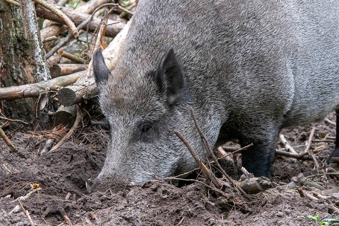 Wildschweine im Wildpark Schorfheide