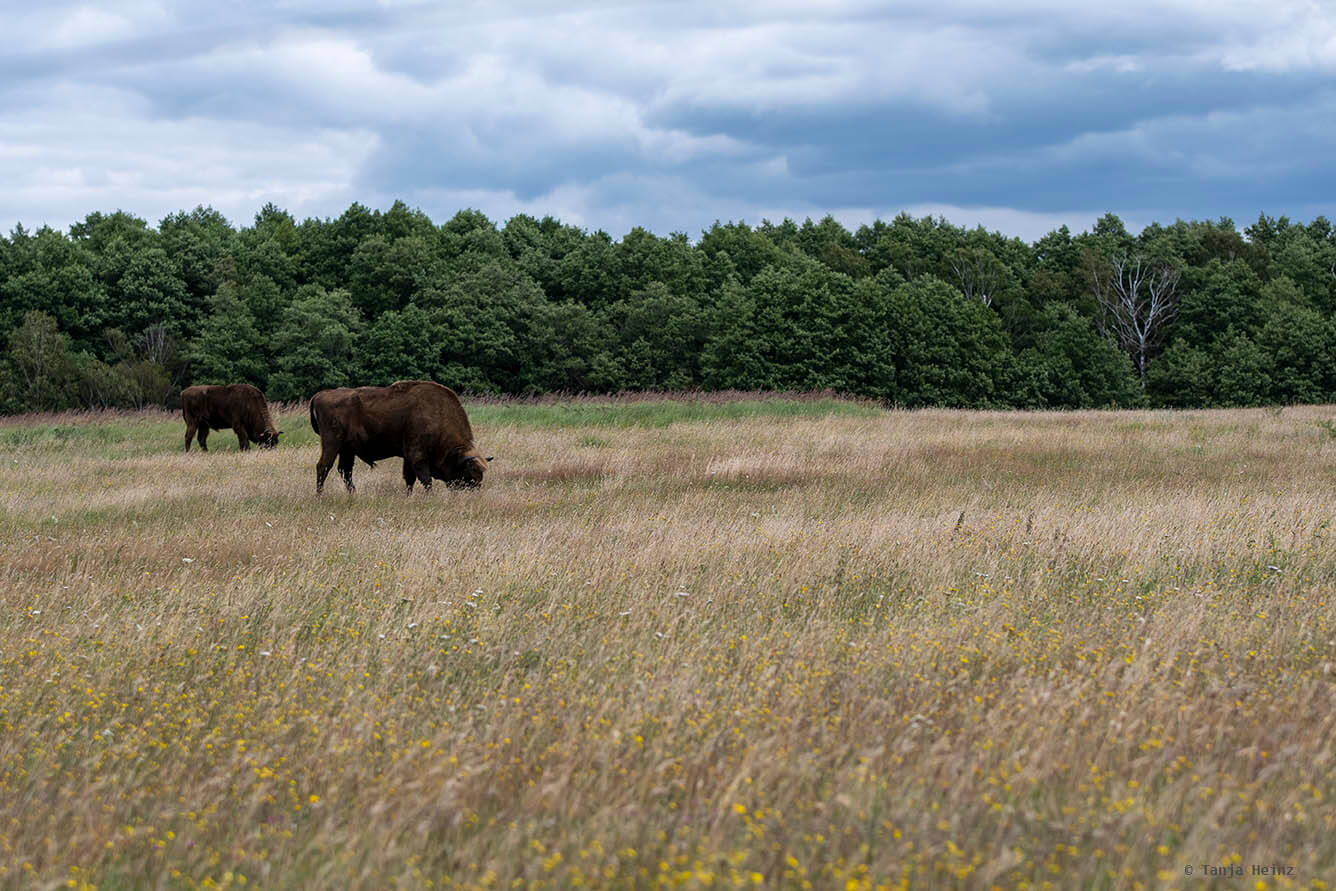 Wisent