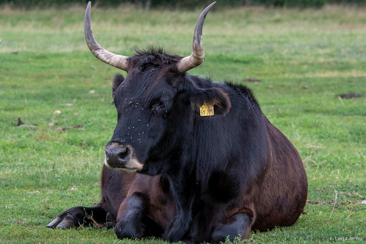 Wildpark Schorfheide