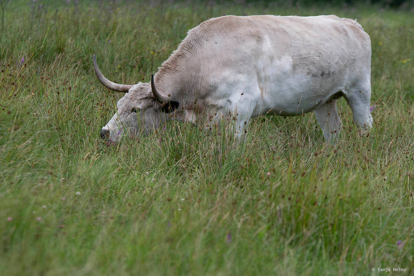 Wildpark Schorfheide