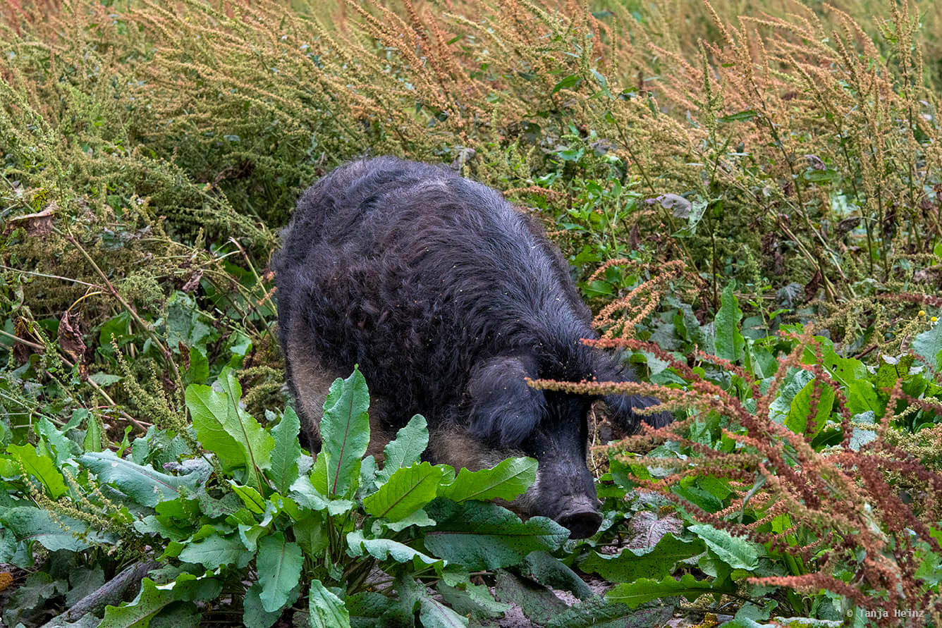 Wildpark Schorfheide